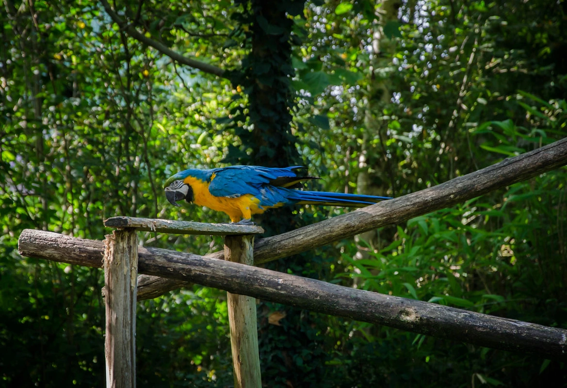 zoo boissiere visite vendée