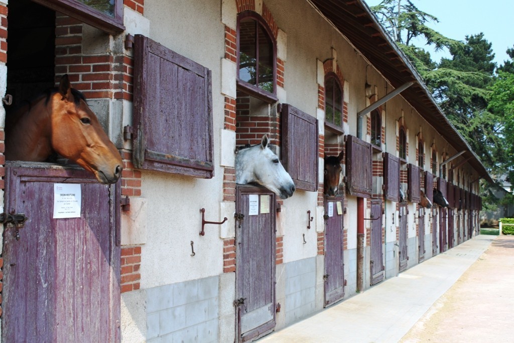 Haras de la vendée plusieurs chevaux