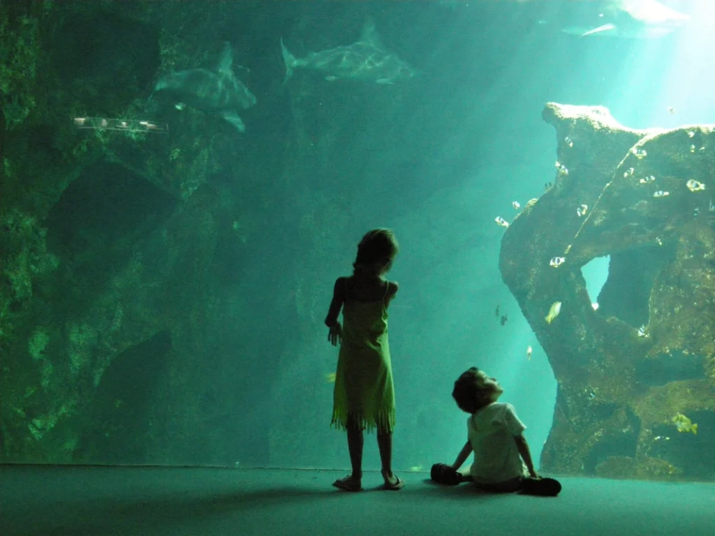 Le magnifique aquarium de la Rochelle à visiter en famille