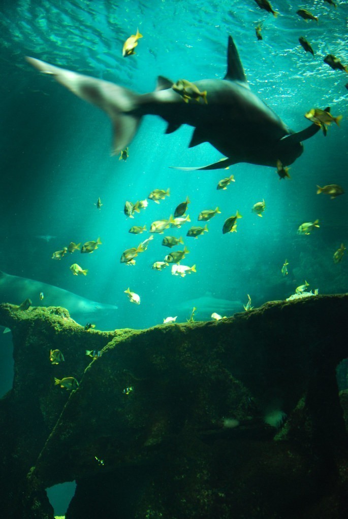 Les poissons et requins de l'aquarium de la rochelle