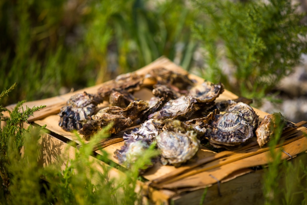 taste oysters vendée