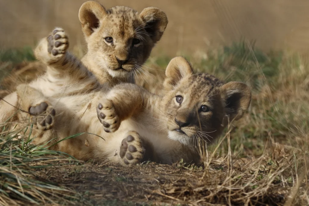 Zoo bébé animaux