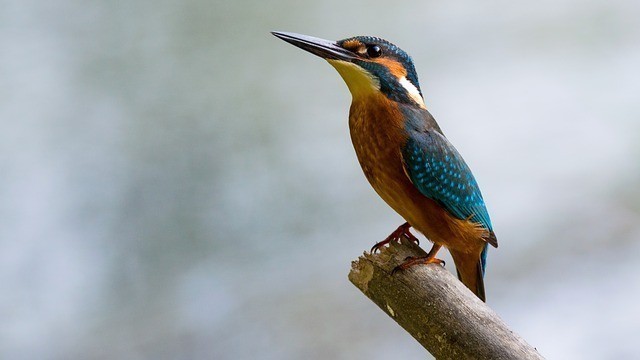 visite cité oiseaux