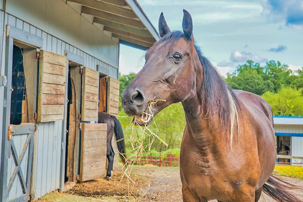 visiter le haras de la vendee
