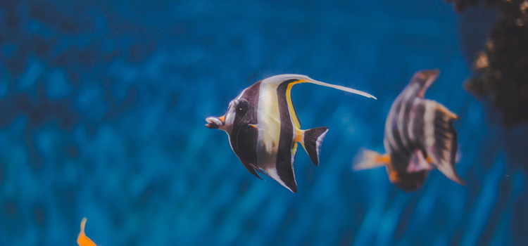 Aquarium de Vendée