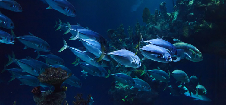 Visiter l'aquarium de Vendée