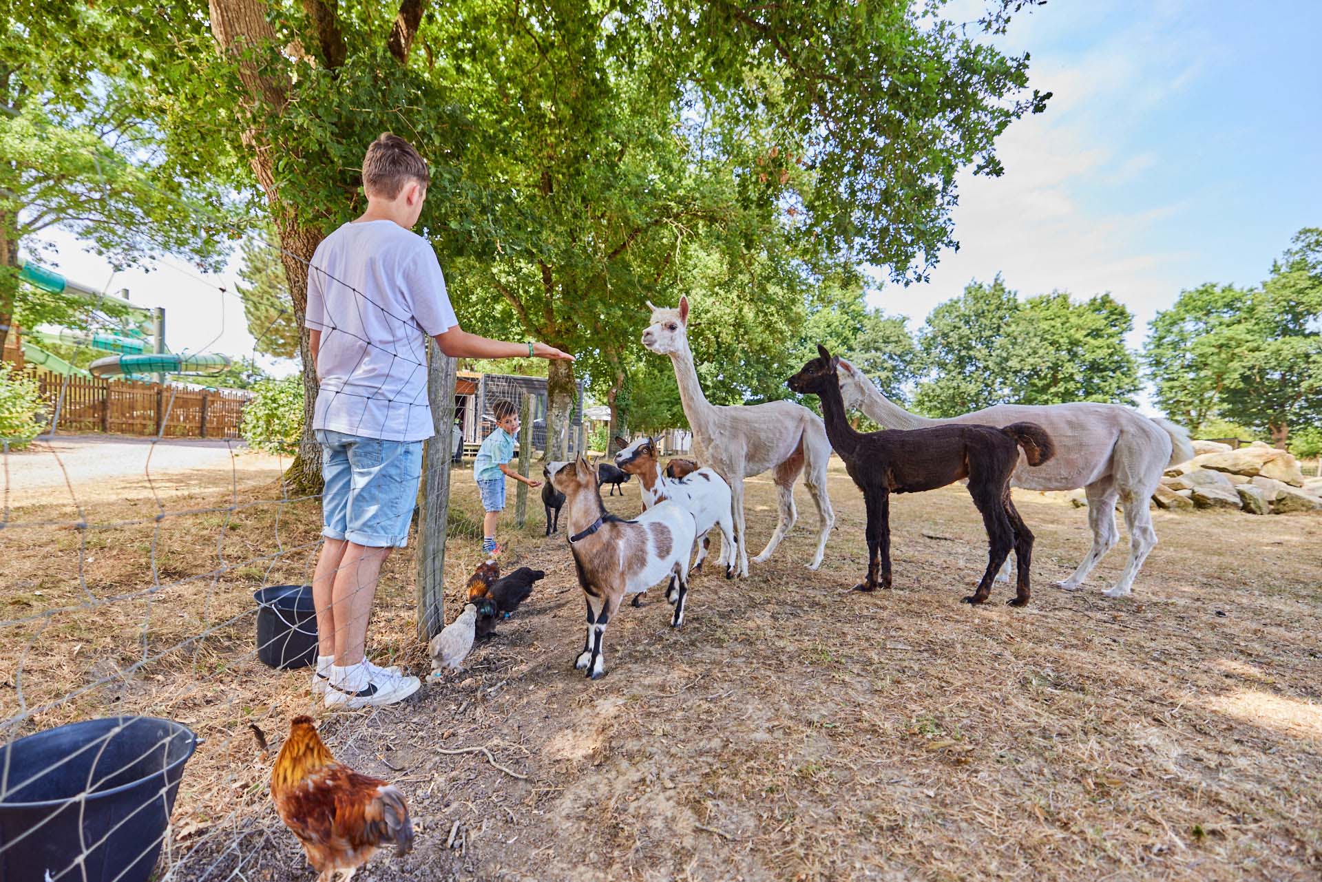 Les animaux de la mini-ferme du camping