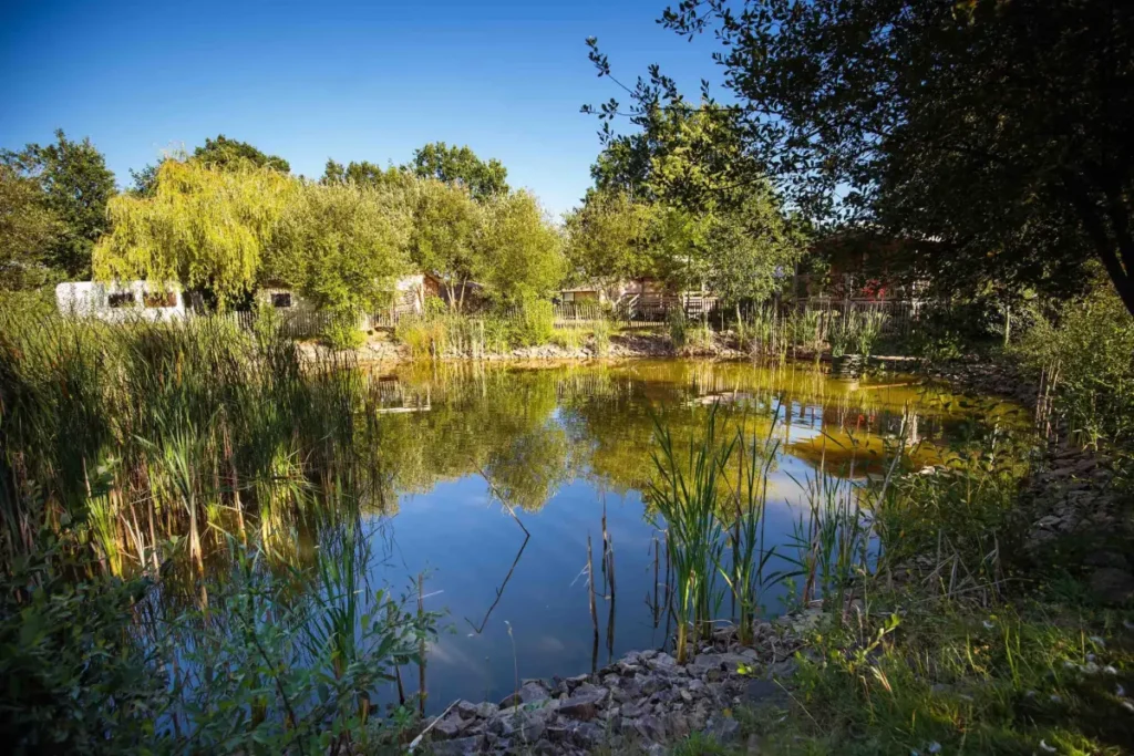 Marre-aux-canards-scaled